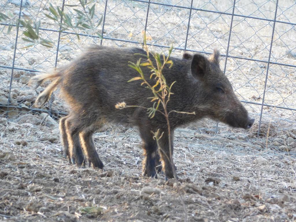 Casas Rurales La Loma Del Carrascal Hornos Εξωτερικό φωτογραφία