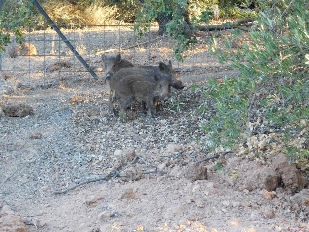 Casas Rurales La Loma Del Carrascal Hornos Εξωτερικό φωτογραφία