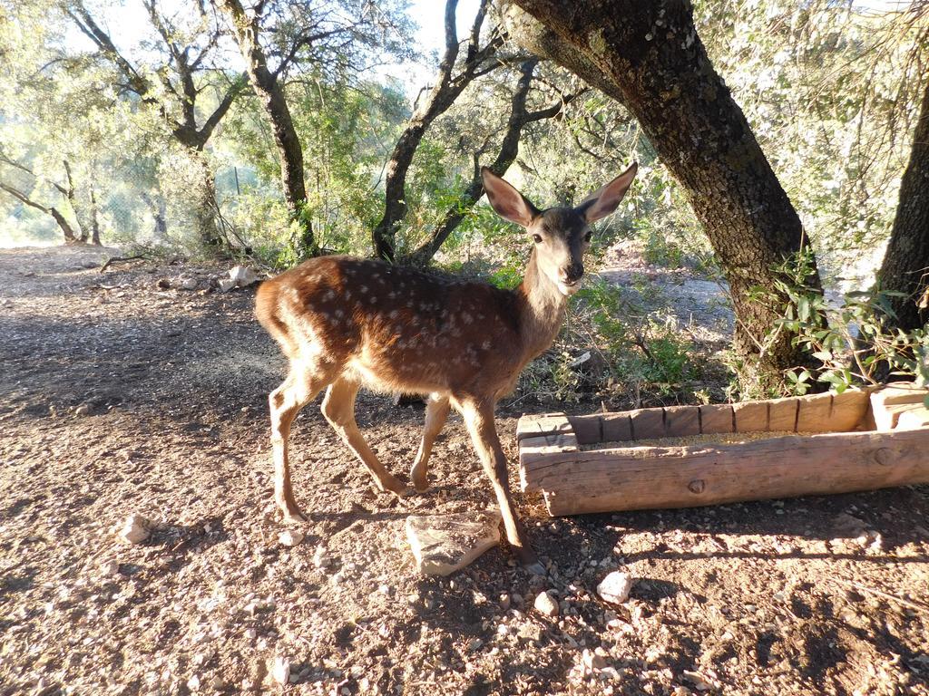 Casas Rurales La Loma Del Carrascal Hornos Εξωτερικό φωτογραφία
