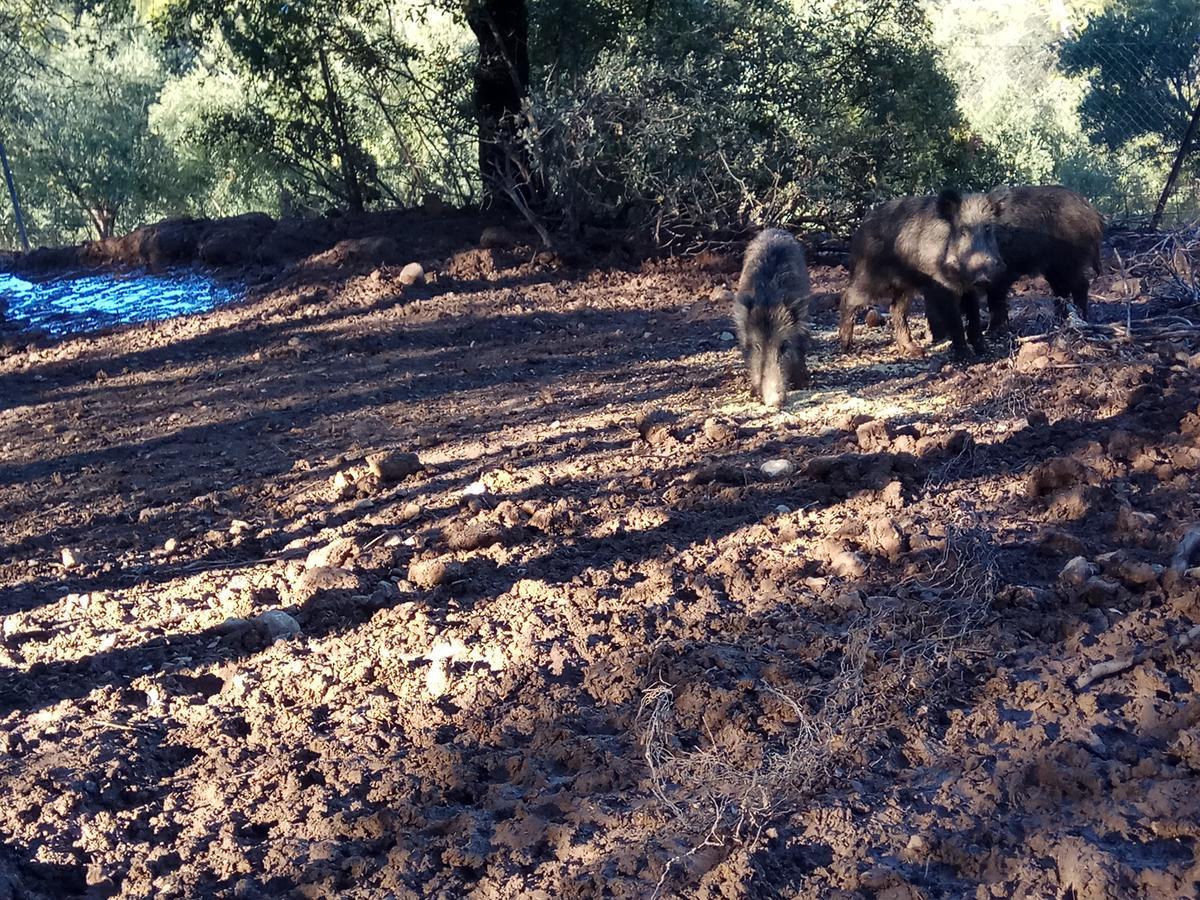 Casas Rurales La Loma Del Carrascal Hornos Εξωτερικό φωτογραφία